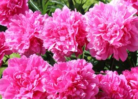 img_3211-750x500