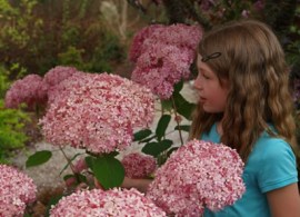 invincibelle-hydrangea3
