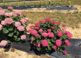 invincibelle_ruby_hydrangea_8