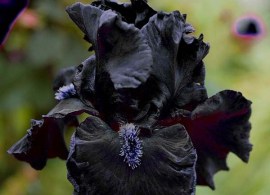 iris-obsidian-iris-obsidian