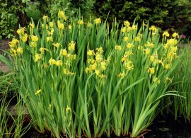 iris-pseudacorus