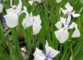 iris_laevigata_snowdrift_2-800x800