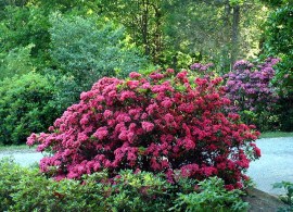 japanese_garden_plant_269