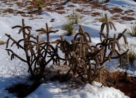 kaktus-mrozoodporny-cylindropuntia-imbricata-524