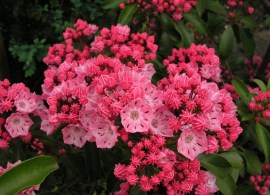 kalmia-latifolia-ewa-ericaceae-lorbeerrose