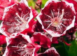 kalmia-latifolia-kaleidoscope