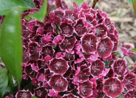 kalmia-latifolia-keepsake-jofolkesfromtheweb-01-gpp