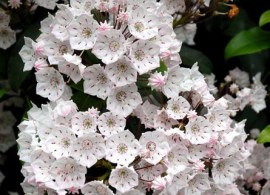 kalmia_eskimo_int_3097_0