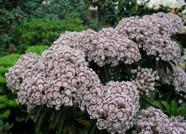 kalmia_latifolia_nani