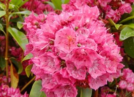 kalmia_raspberry-glow_001_600px
