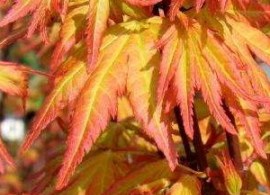 klon-palmowy-orange-dream-acer-palmatum-orange-dream-yaroplant-e1365500546446