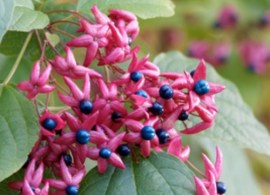 kransen-boom-clerodendrum-6