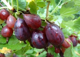 kry-zhovnik-grushen-ka