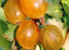 kryzhovnik-medovyy-1