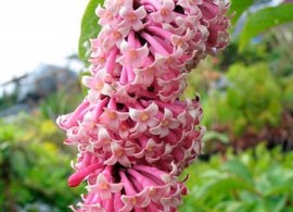 lilak-zwisajacy-syringa-reflexa-bez-sadzonka-p9-kod-producenta-lilak-zwisajacy-syringareflexa