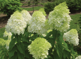 limelight-hydrangea-close-up-gary-wade