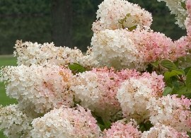 little_lamb_hydrangea