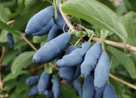 lonicera_caeruela_kamtschatica_baie_de_mai_1-600x600