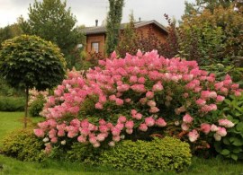 magical-sweet-summer_3