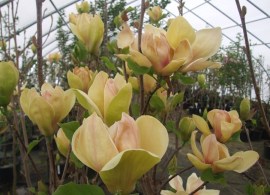 magnolia_sunsation_dscf4737sm