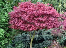 maple-shaina17