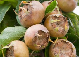 medlar-westerveld