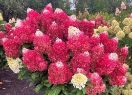 najdluzej-kwitnaca-hortensja-bukietowa-living-red-velvet-kwitnie-100-dni