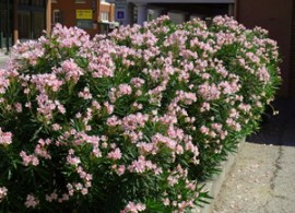 oleander-petite-salmon