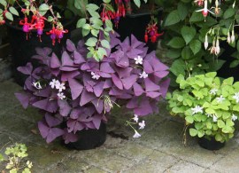 oxalis-triangularis-1
