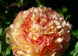paeonia-suffruticosa-«kinkaku»