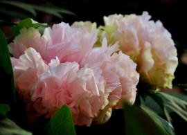 paeonia