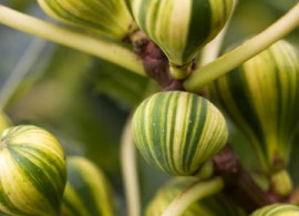 panachee-figs
