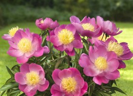patio-peony-kiev