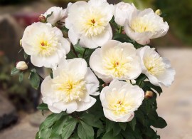 patio-peony-madrid