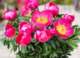 patio-peony-oslo
