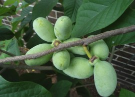 paw-paw