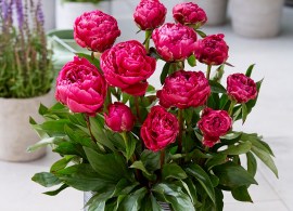 peon_london_r69240