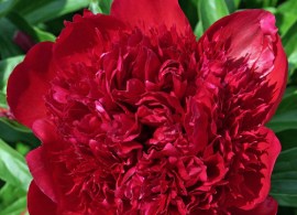 peony-fire-bomb