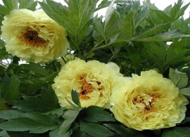 pion-drevovidnyj-kinko-paeonia-suffruticosa-kinko-rastenie.jpg