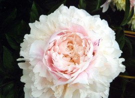 pion_019_1
