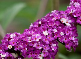 pl2000026309_card2_lg