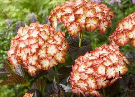 pl30005661_5345
