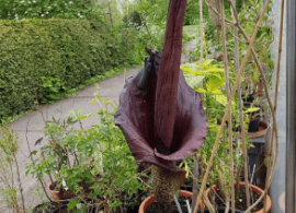 planta-de-konjac