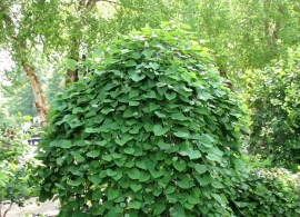 plants-cercis_lavender_twist_grn_tree