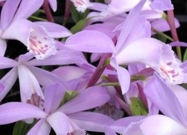 pleione-verdi-
