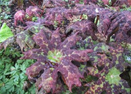 podophyllum-delavayi