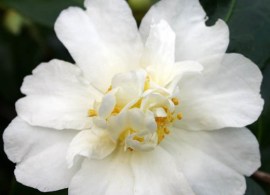 polar-ice
