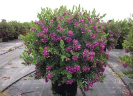 polygala-vs-36-3