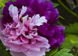 rare-new-za-gu-pink-font-b-purple-b-font-peony-font-b-tree-b-font