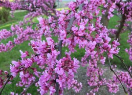 redbud750